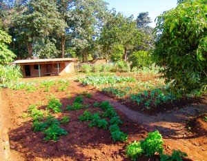 The garden serves as a practical teaching tool for the parents of children experiencing malnutrition. 