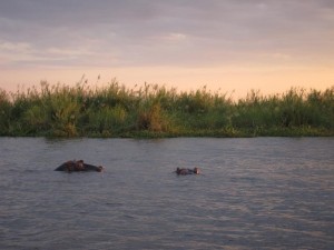 Hippos at Liwonde