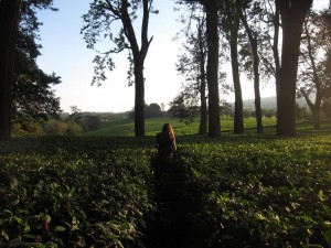 Exploring a tea plantation