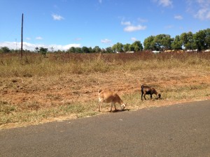 The goats in Namitete are like the Rice squirrels—they're everywhere and know no fear